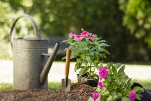 rośliny ogrodowe i narzędzia
